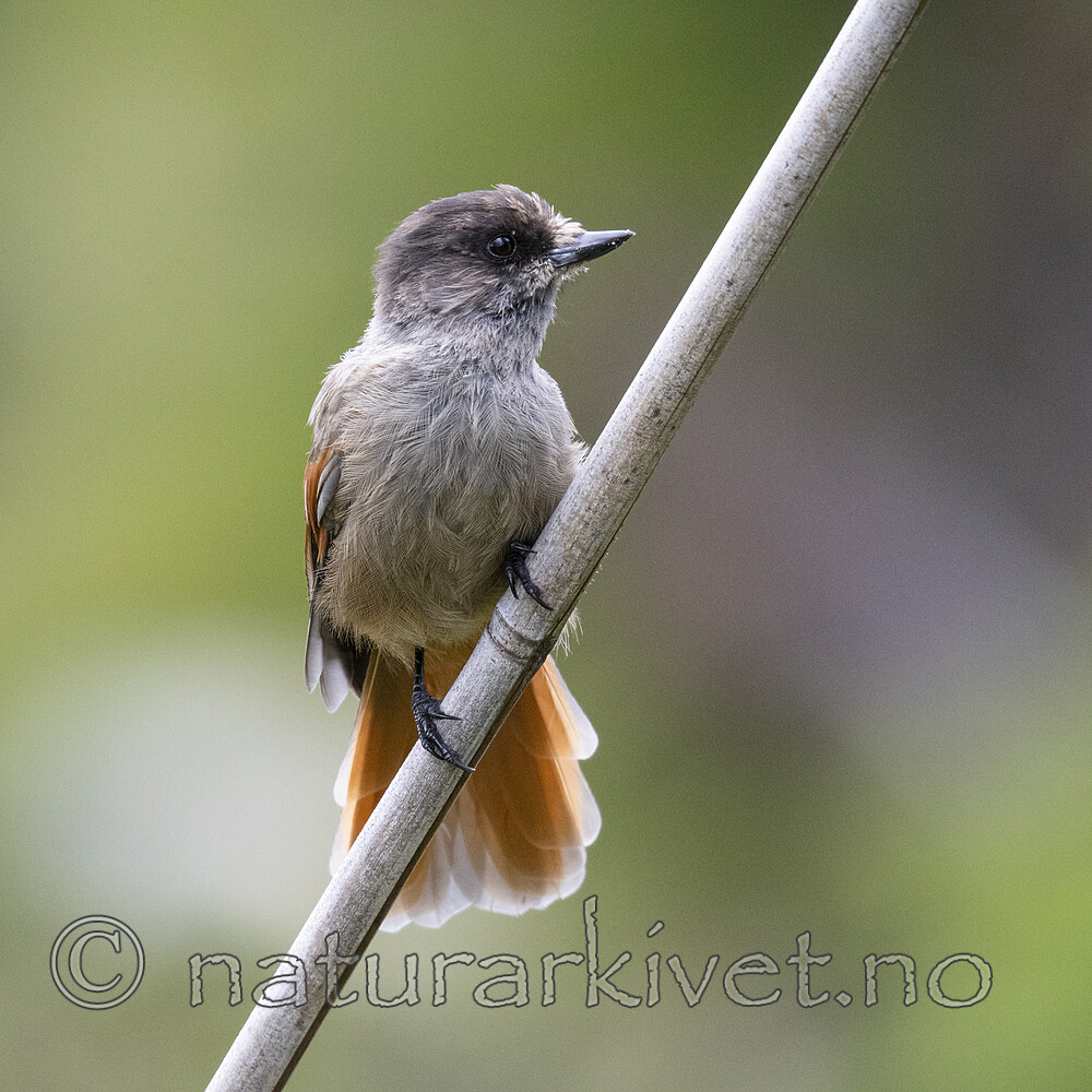 BB_20200723_0463 / Perisoreus infaustus / Lavskrike