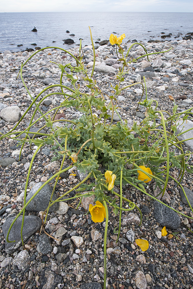 BB_20200801_0512 / Glaucium flavum / Gul hornvalmue