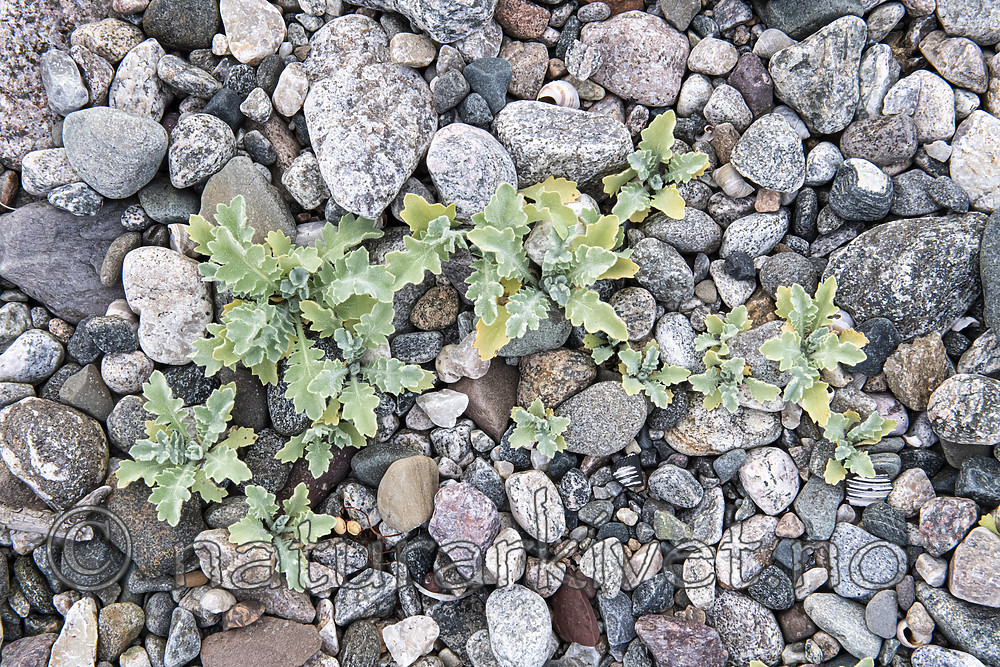 BB_20200801_0718 / Glaucium flavum / Gul hornvalmue