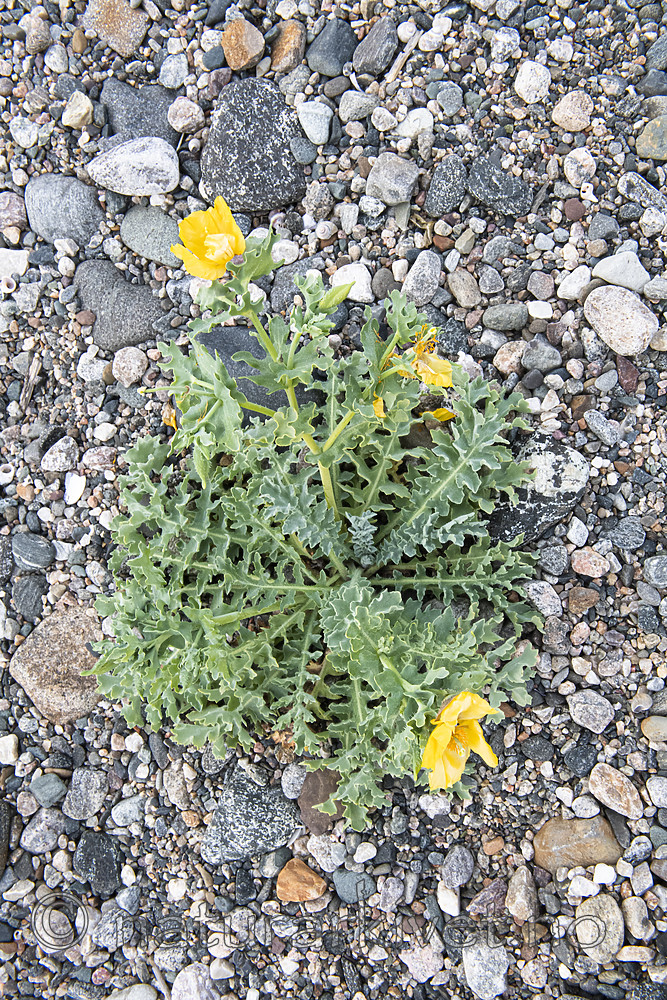 BB_20200801_0736 / Glaucium flavum / Gul hornvalmue