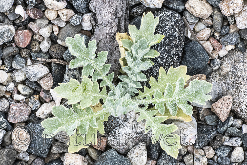 BB_20200801_0761 / Glaucium flavum / Gul hornvalmue