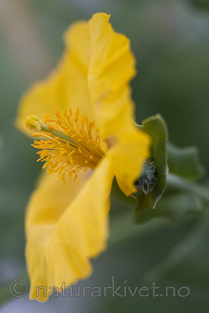 BB_20200801_0786 / Glaucium flavum / Gul hornvalmue