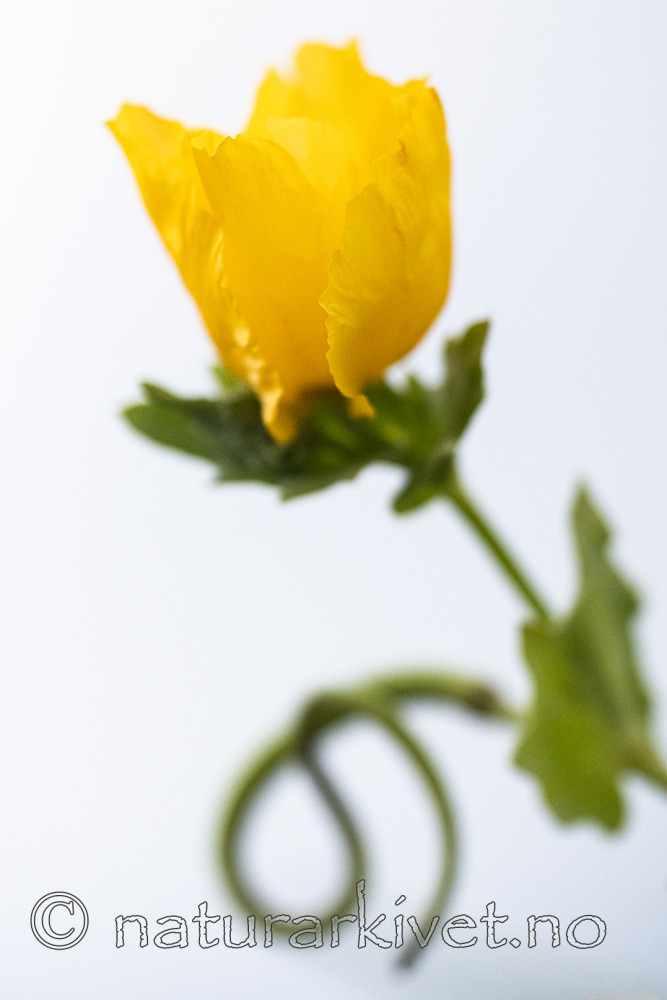 BB_20200801_0820 / Glaucium flavum / Gul hornvalmue