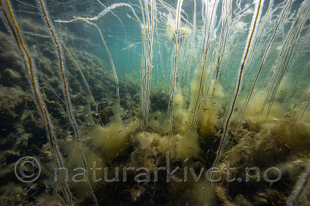 BB_20200807_0417 / Chorda filum / Martaum