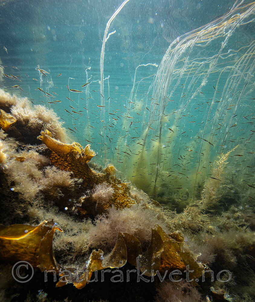 BB_20200807_0438 / Chorda filum / Martaum <br /> Saccharina latissima / Sukkertare