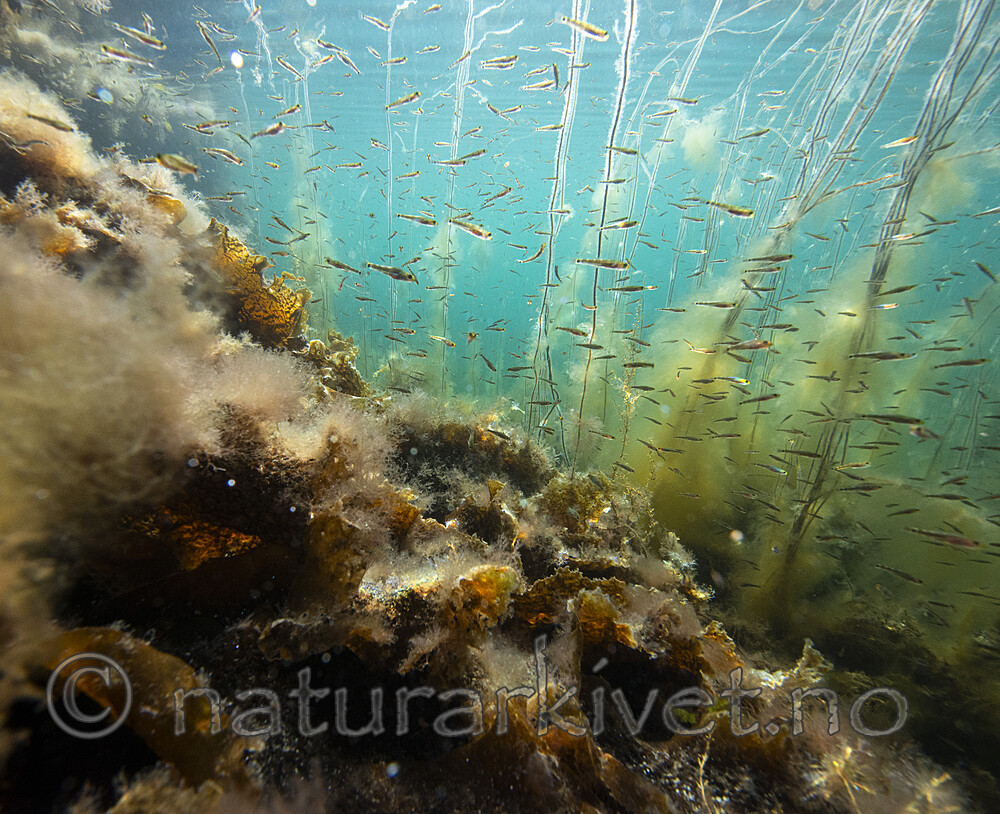 BB_20200807_0445 / Chorda filum / Martaum <br /> Saccharina latissima / Sukkertare