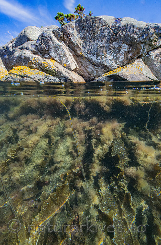 BB_20200807_0470 / Saccharina latissima / Sukkertare