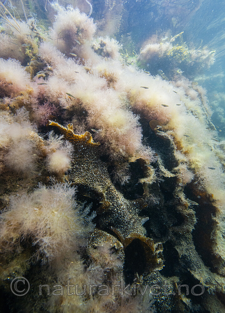 BB_20200807_0502 / Saccharina latissima / Sukkertare