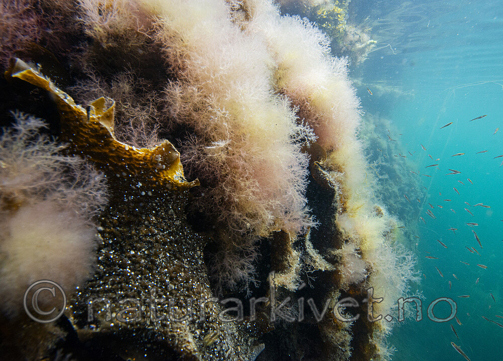 BB_20200807_0505 / Saccharina latissima / Sukkertare