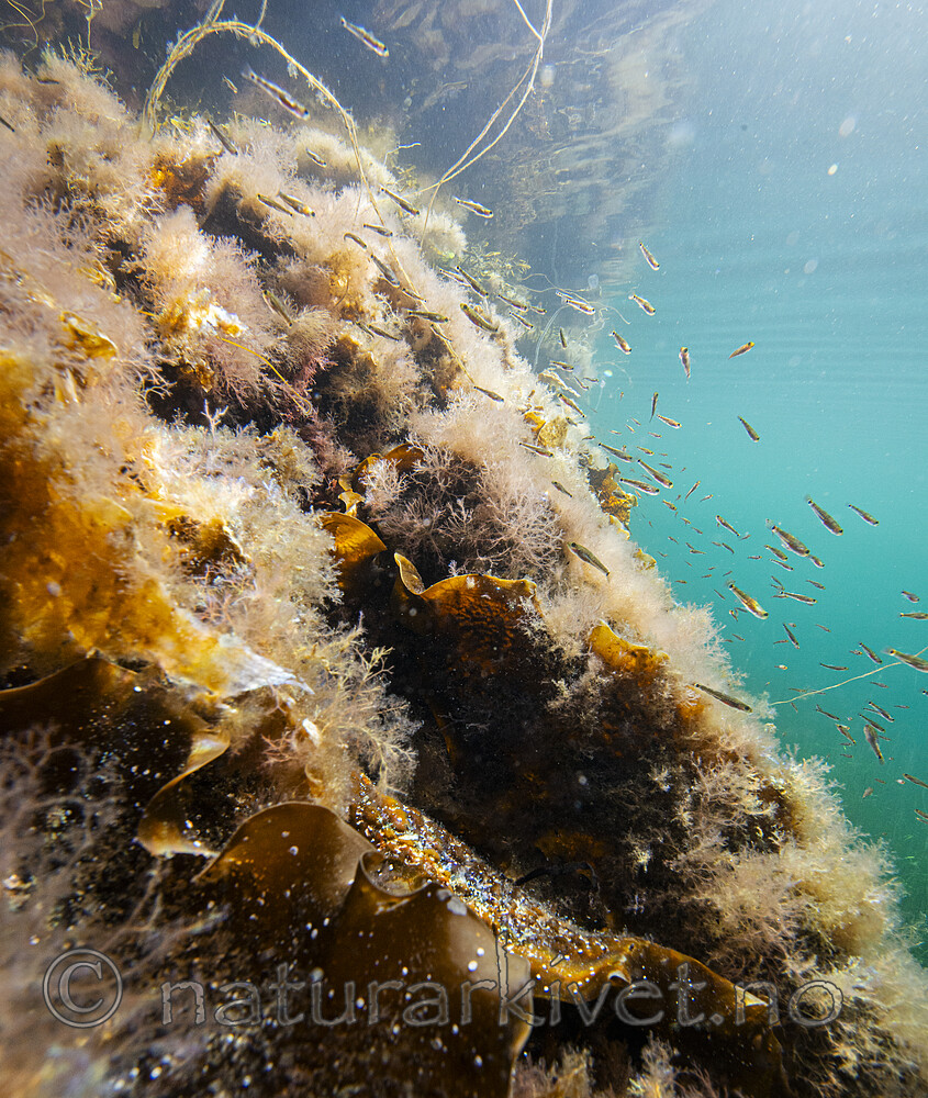 BB_20200807_0525 / Saccharina latissima / Sukkertare