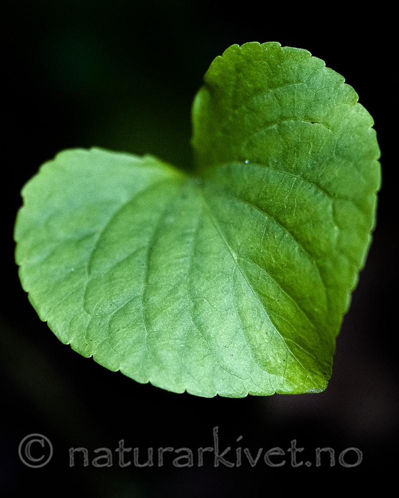 BB_20200810_0065 / Viola mirabilis / Krattfiol