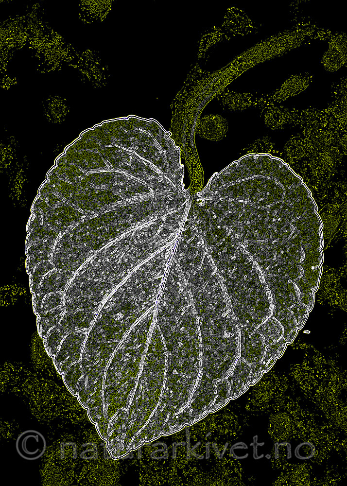 BB_20200810_0086_3 / Viola mirabilis / Krattfiol