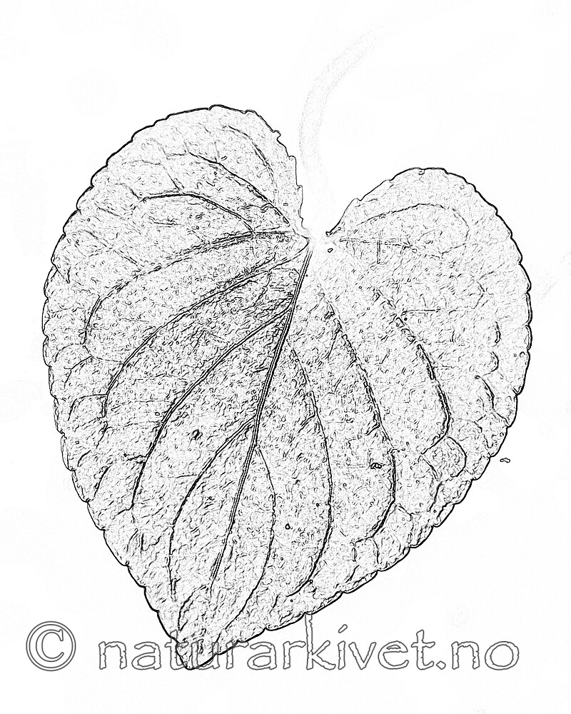 BB_20200810_0086_5 / Viola mirabilis / Krattfiol