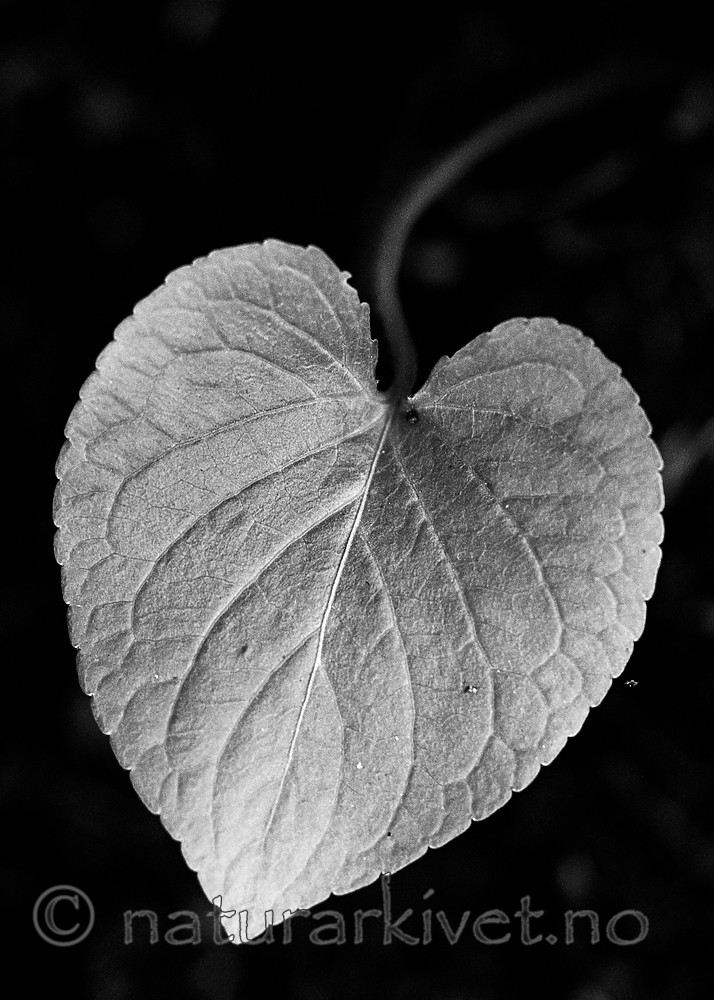 BB_20200810_0089-2 / Viola mirabilis / Krattfiol