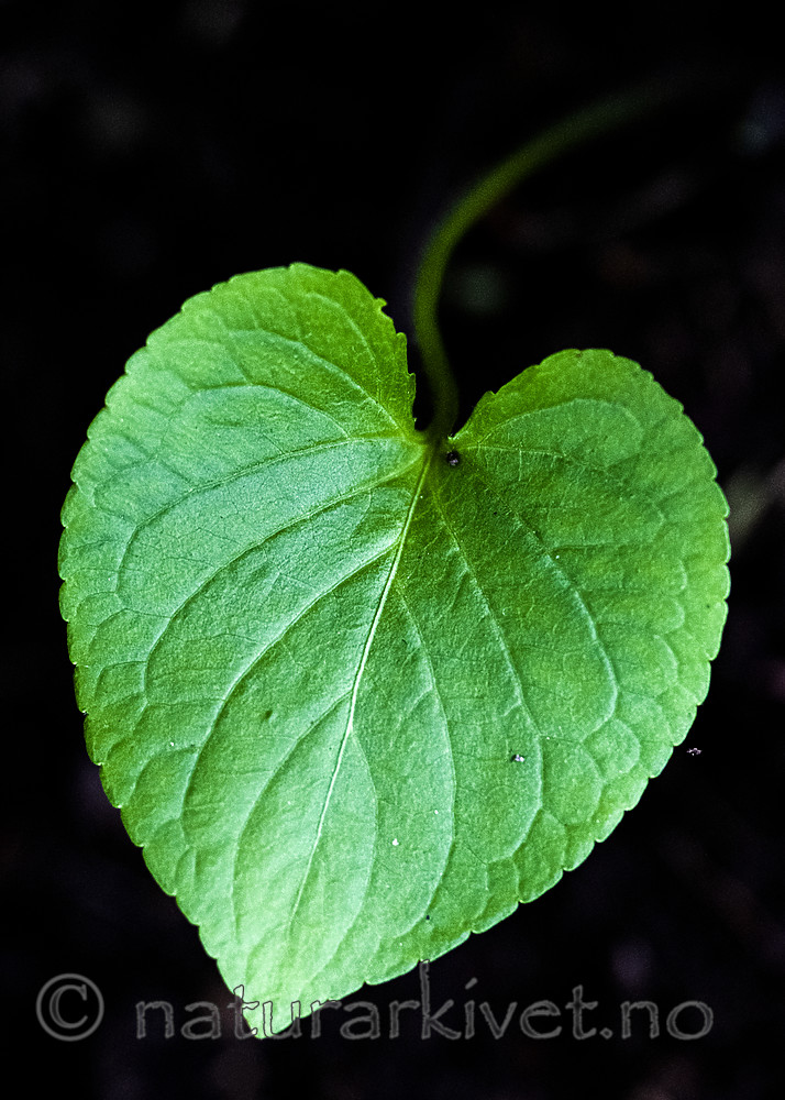 BB_20200810_0089 / Viola mirabilis / Krattfiol