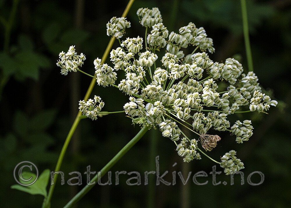 BB_20200810_0284 / Laserpitium latifolium / Hvitrot