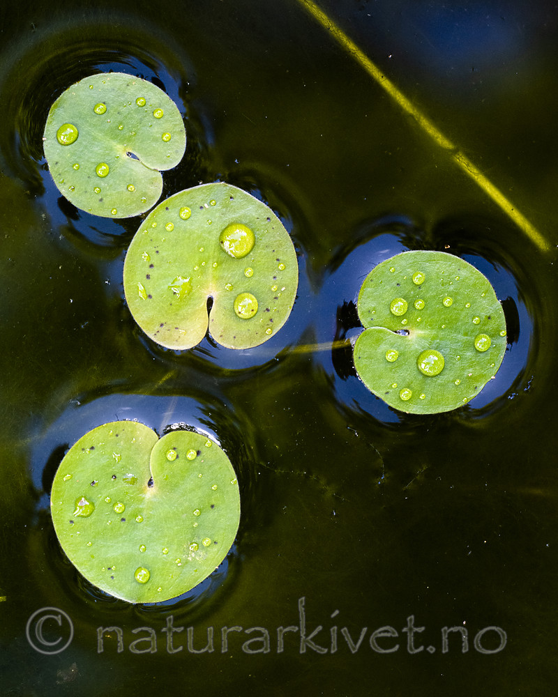 BB_20200822_0041 / Hydrocharis morsus-ranae / Froskebitt