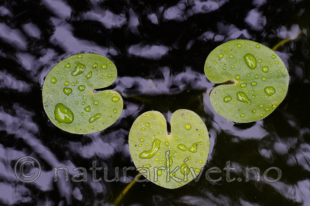 BB_20200822_0044 / Hydrocharis morsus-ranae / Froskebitt