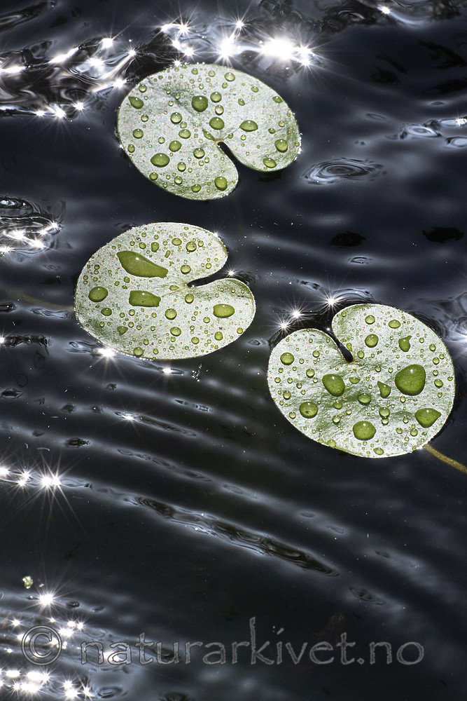 BB_20200822_0056 / Hydrocharis morsus-ranae / Froskebitt