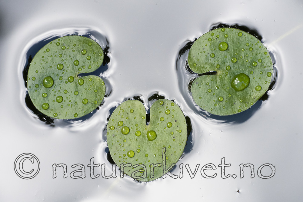 BB_20200822_0133 / Hydrocharis morsus-ranae / Froskebitt