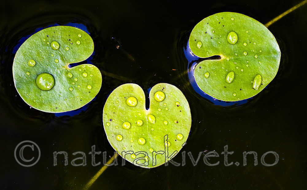 BB_20200822_0175 / Hydrocharis morsus-ranae / Froskebitt