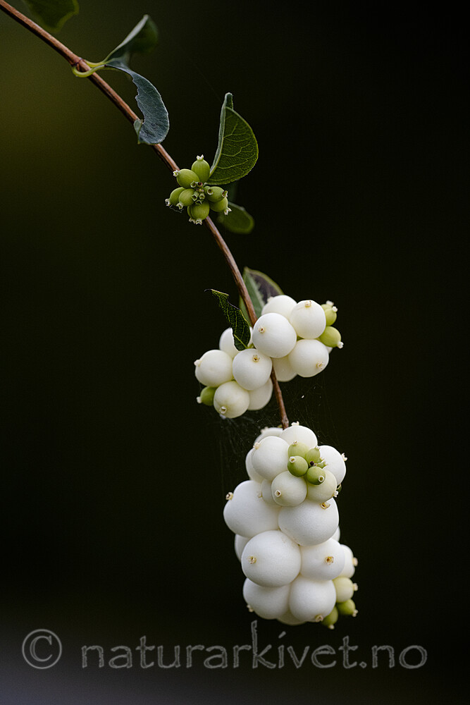 BB_20200911_0049 / Symphoricarpos albus / Snøbær