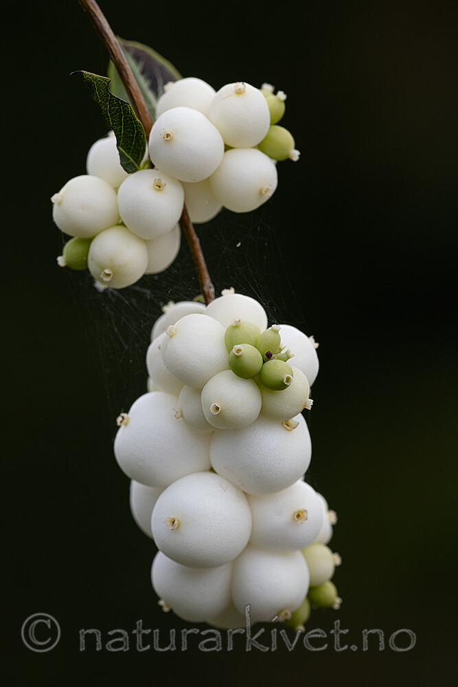 BB_20200911_0055 / Symphoricarpos albus / Snøbær