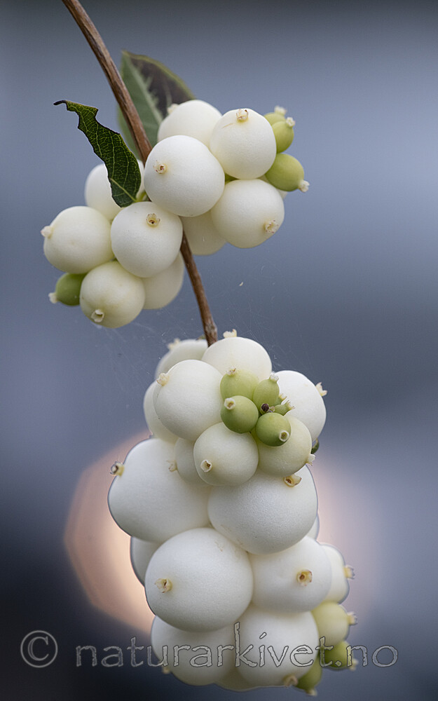BB_20200911_0056 / Symphoricarpos albus / Snøbær
