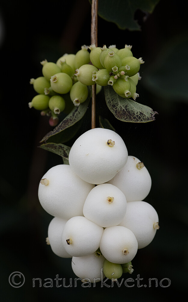 BB_20200911_0060 / Symphoricarpos albus / Snøbær
