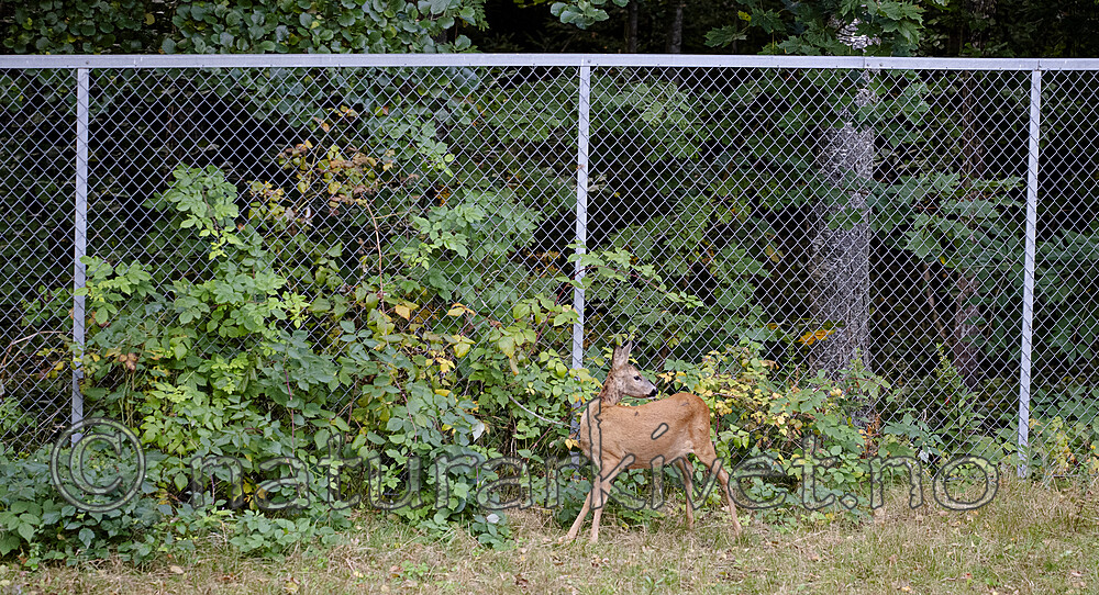 BB_20200914_0064 / Capreolus capreolus / Rådyr