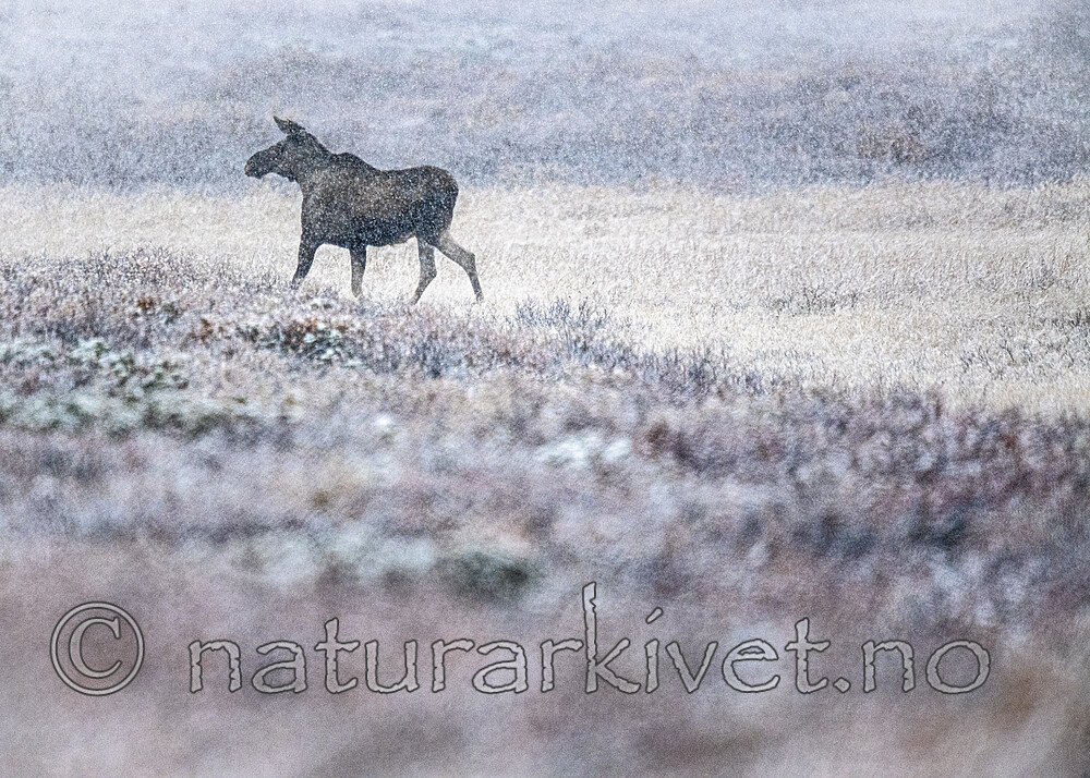 BB_20200926_0062 / Alces alces / Elg