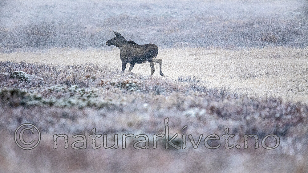 BB_20200926_0063-3 / Alces alces / Elg