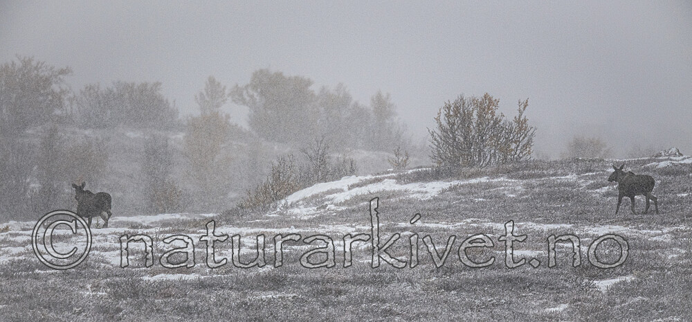 BB_20200926_0080 / Alces alces / Elg