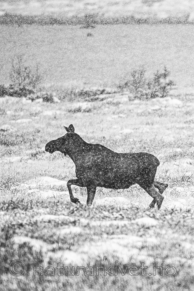 BB_20200926_0083 / Alces alces / Elg