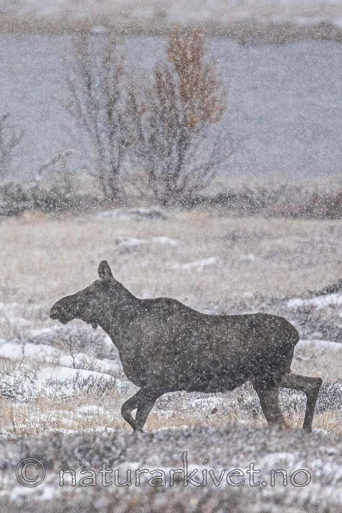 BB_20200926_0085 / Alces alces / Elg