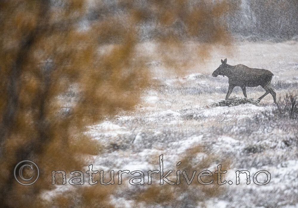 BB_20200926_0095 / Alces alces / Elg