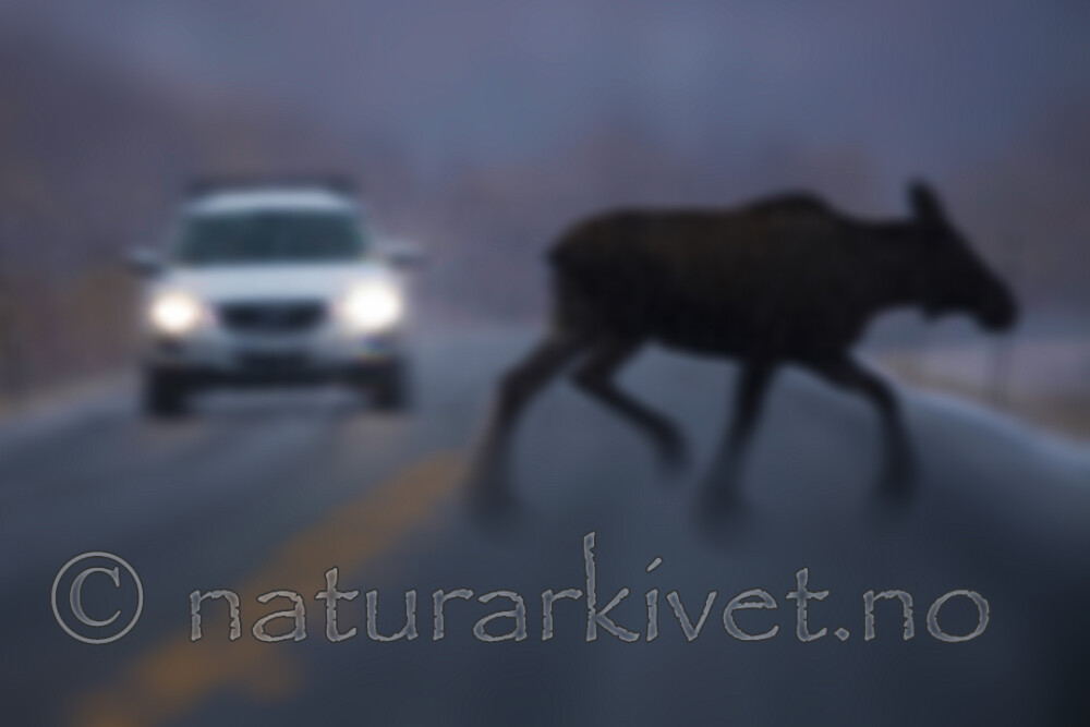 BB_20200926_0102 / Alces alces / Elg