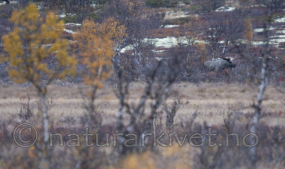 BB_20200927_0002 / Alces alces / Elg