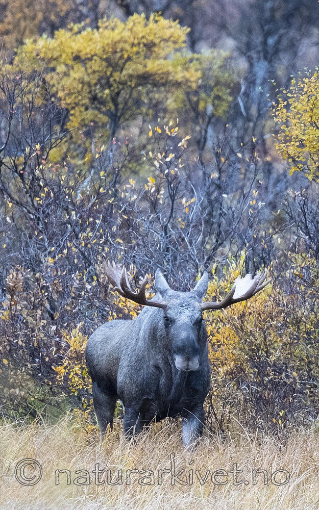 BB_20200927_0044 / Alces alces / Elg