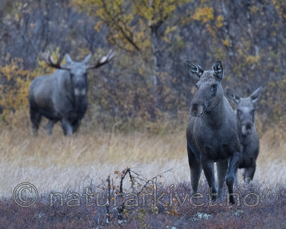 BB_20200927_0048 / Alces alces / Elg
