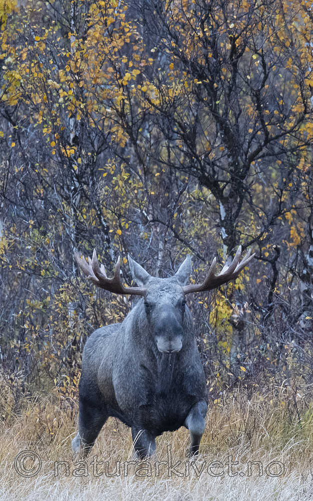 BB_20200927_0055 / Alces alces / Elg