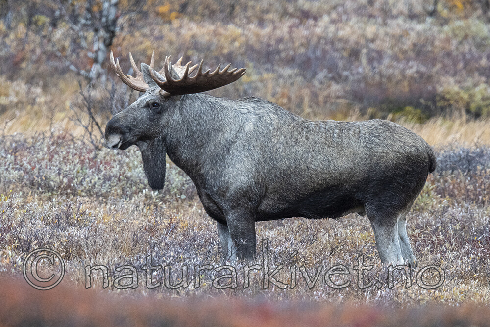 BB_20200927_0081 / Alces alces / Elg