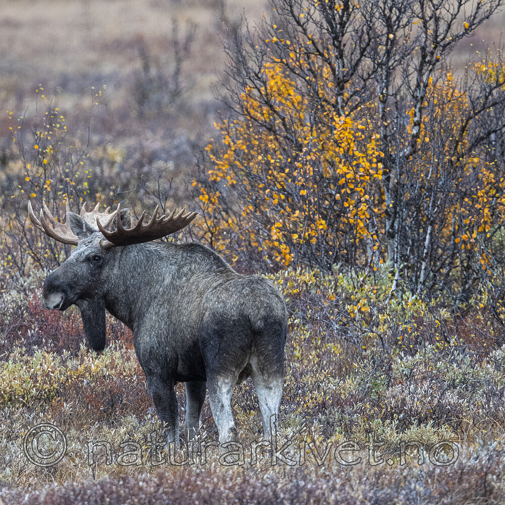 BB_20200927_0095 / Alces alces / Elg