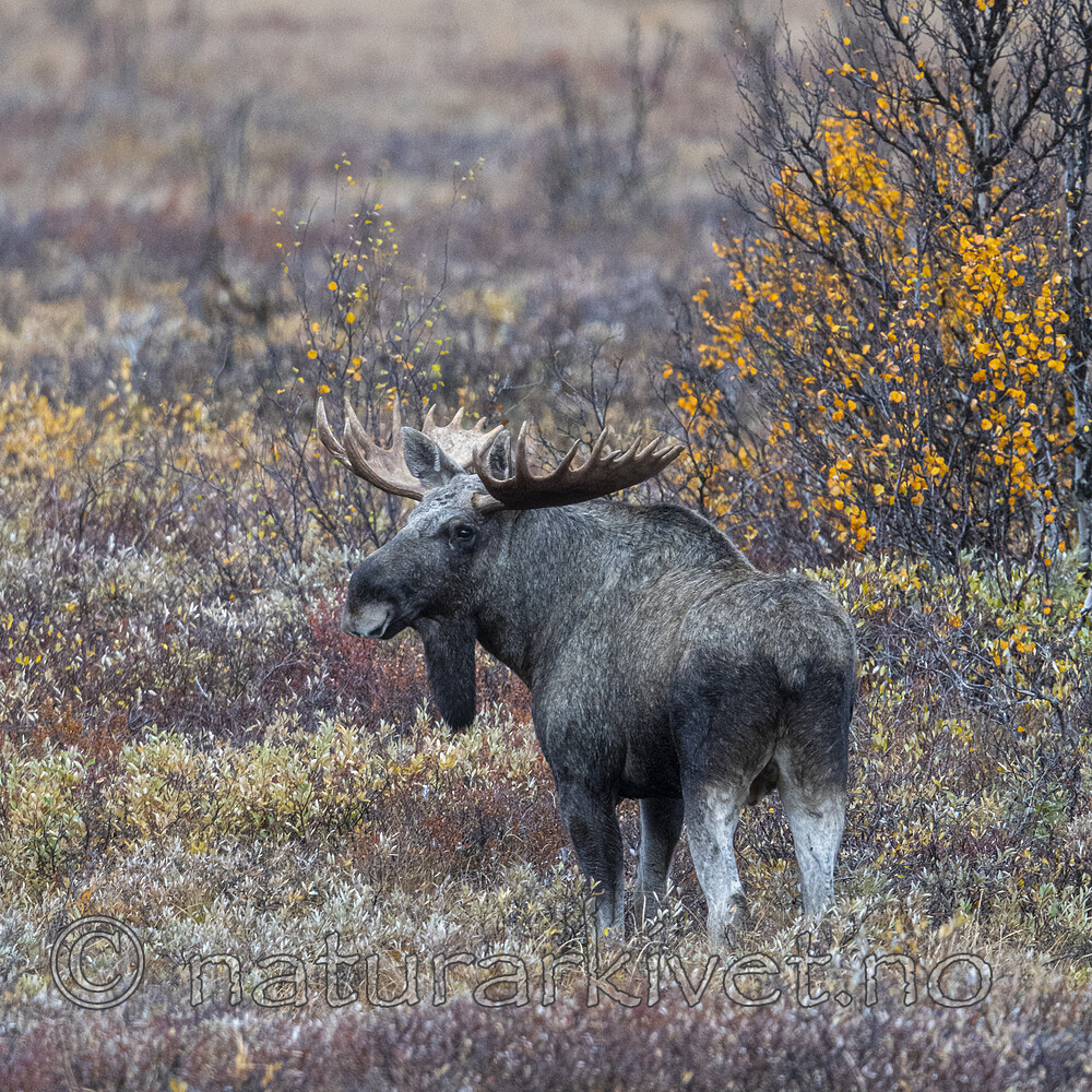 BB_20200927_0104 / Alces alces / Elg