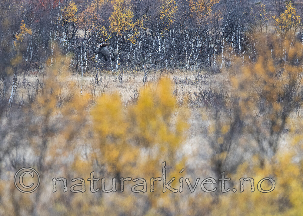 BB_20200927_0123 / Alces alces / Elg