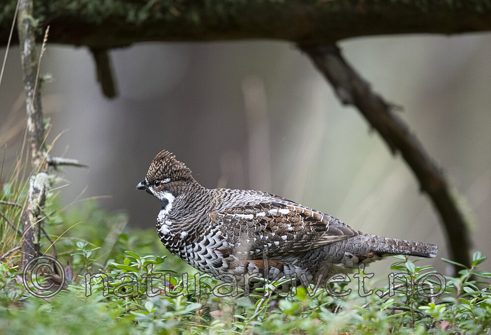 BB_20200927_0478 / Tetrastes bonasia / Jerpe