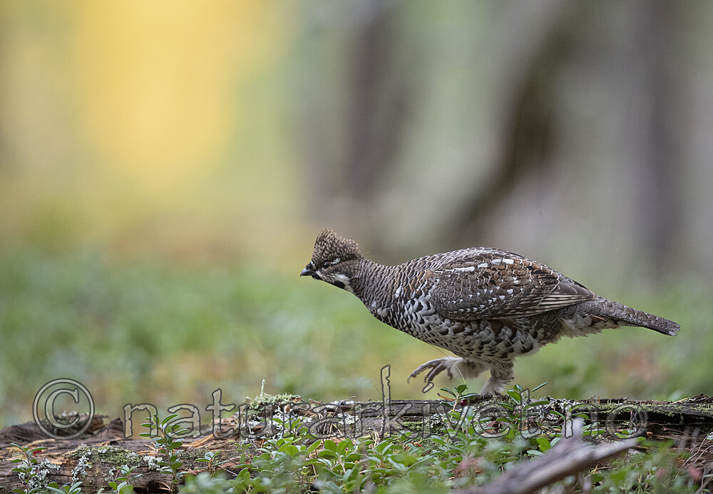 BB_20200927_0494 / Tetrastes bonasia / Jerpe
