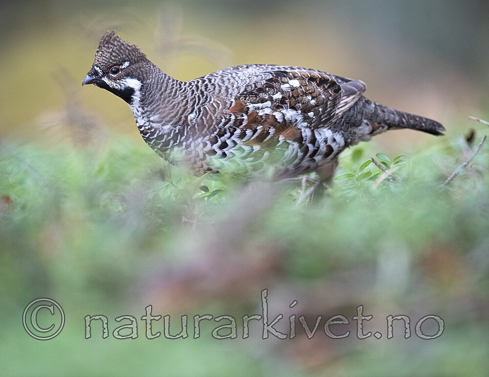 BB_20200927_0583 / Tetrastes bonasia / Jerpe