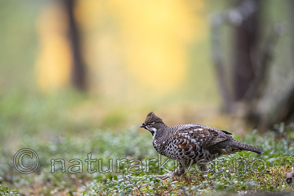 BB_20200927_0589 / Tetrastes bonasia / Jerpe
