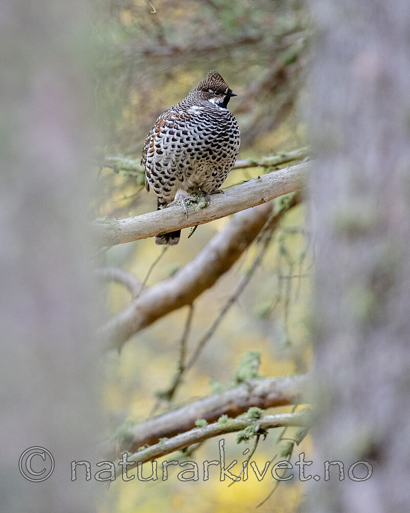 BB_20200927_0638 / Tetrastes bonasia / Jerpe